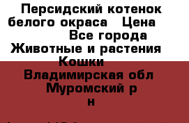 Персидский котенок белого окраса › Цена ­ 35 000 - Все города Животные и растения » Кошки   . Владимирская обл.,Муромский р-н